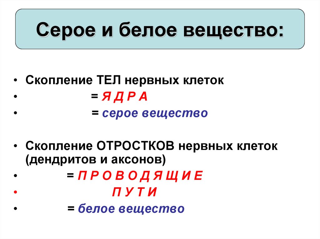 Поверхность образована серым веществом. Отличие серого и белого вещества. Серое и белое вещество. Серое и белое вещество нервной системы. Серое вещество и белое вещество.