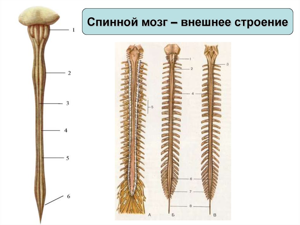 Спинной анатомия. Внешнее и внутреннее строение спинного мозга. Наружное строение спинного мозга. Внешнее строение спинного мозга анатомия. Анатомические структуры спинного мозга.