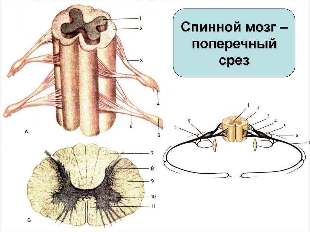 Спинной мозг из эктодермы. Сагиттальный срез спинного мозга. Спинной мозг поперечный разрез гистология. Схема поперечного строения спинного мозга.