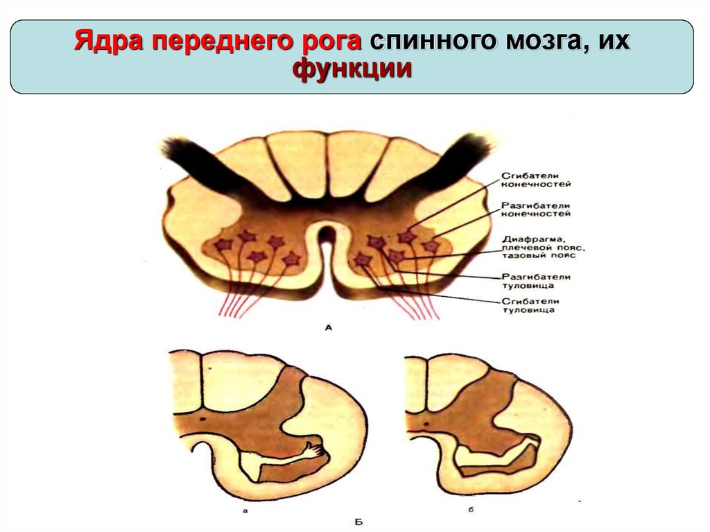 Двигательный передние рога спинного мозга. Передние рога спинного мозга ядра. Функции передних Рогов спинного мозга.