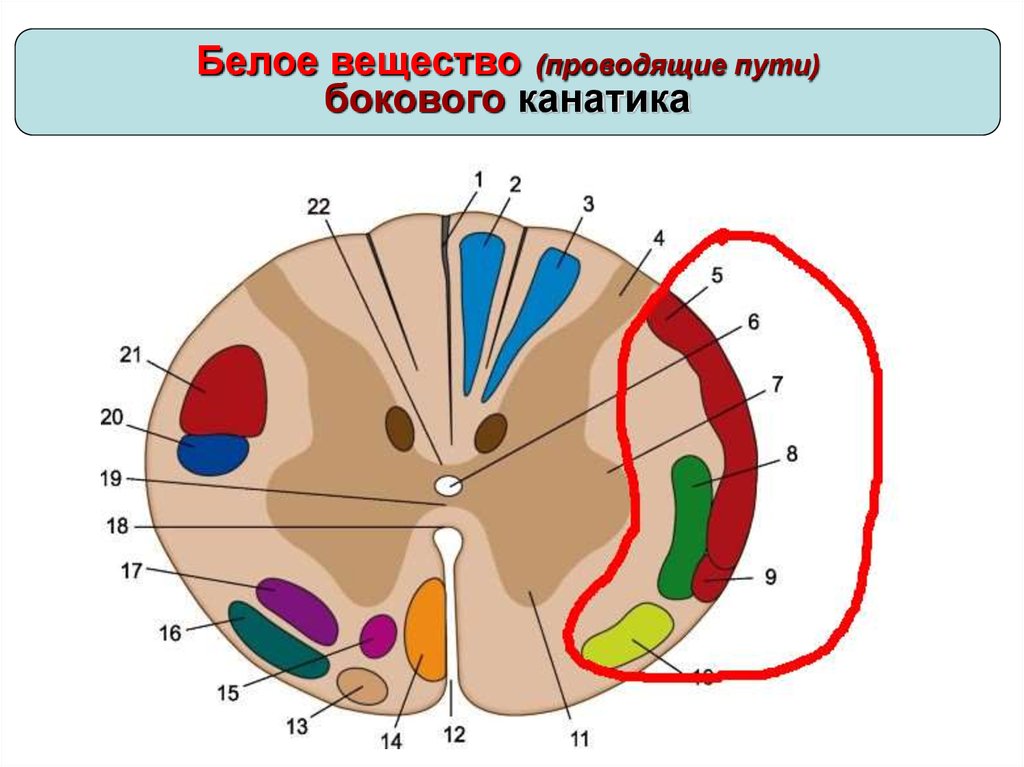 Канатики мозга. Проводящие пути белого вещества. Белое вещество проводящие пути переднего канатика. Проводящие пути бокового канатика. Боковой канатик белого вещества.