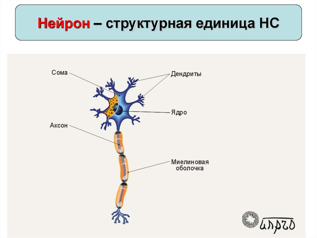 Какой цифрой на рисунке обозначен дендрит