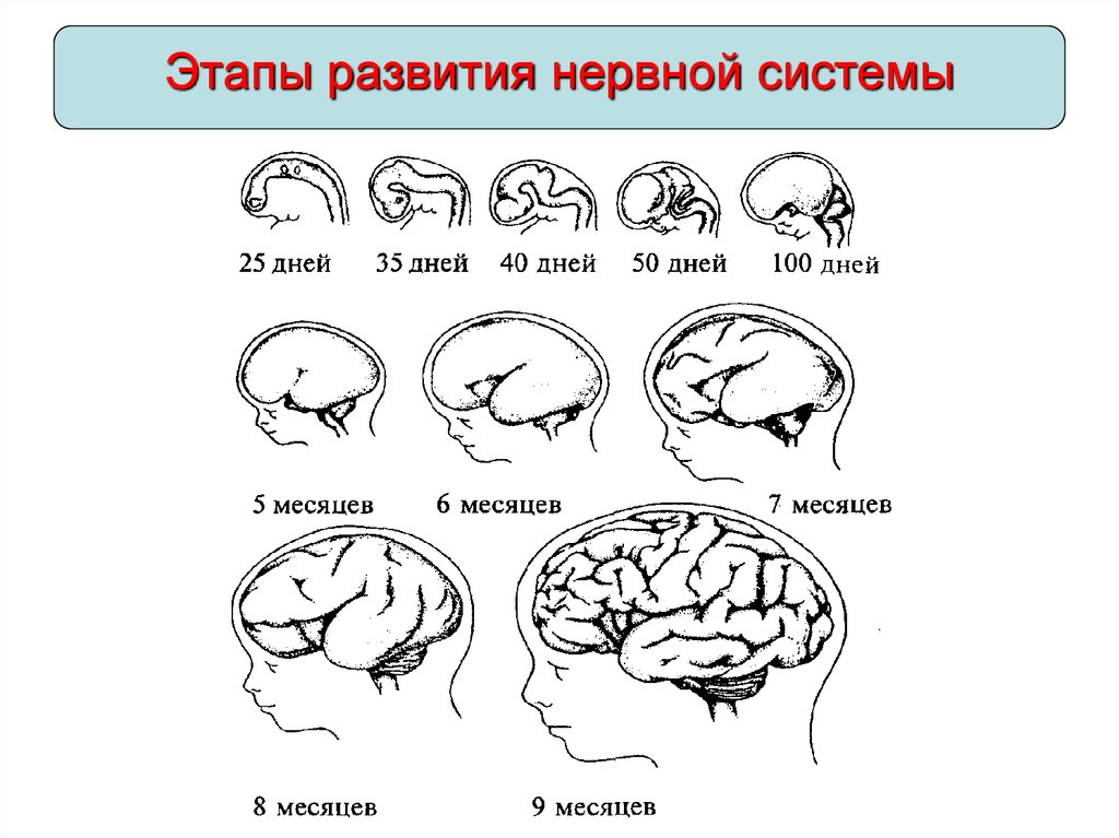 Развития нервной. Этапы развития нервной деятельности человека. Этапы развитие нервной системы у новорожденных. Этапы развития нервной системы и движений у малышей. Этапы развития нервной системы ребенка по месяцам.