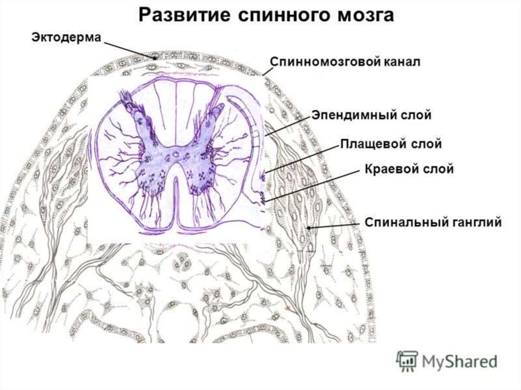 Спинной мозг из эктодермы. Развитие спинного мозга гистология схема. Поперечный разрез спинного мозга препарат. Спинномозговой ганглий гистология. Эпендима спинной мозг.