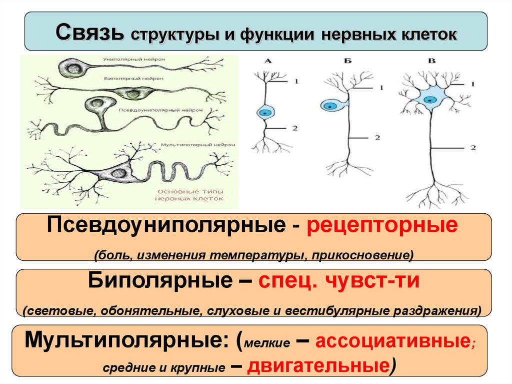 Внешние раздражения