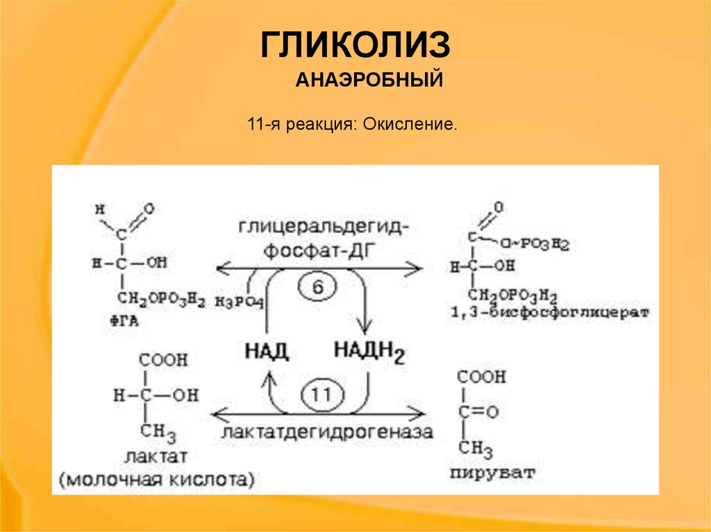Гликолиз последовательность реакций. Этапы аэробного гликолиза реакции. Схема реакций аэробного и анаэробного гликолиза. 11 Реакция анаэробного гликолиза. Гликолиз схема с ферментами.
