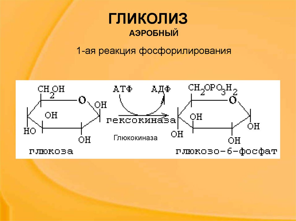 Аэробное фосфорилирование глюкозы. Схема реакции аэробного гликолиза Глюкозы. Аэробный гликолиз биохимия схема. Гликолиз схема реакций. Аэробный гликолиз реакции.