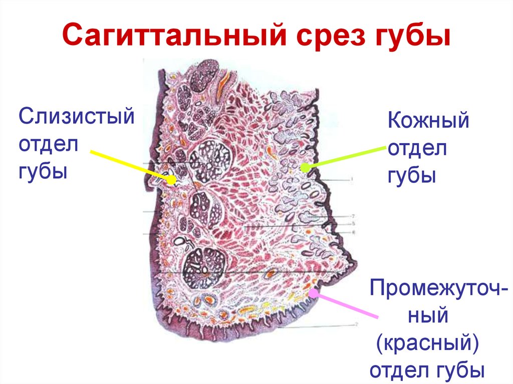 Мезотелий сальника препарат гистология