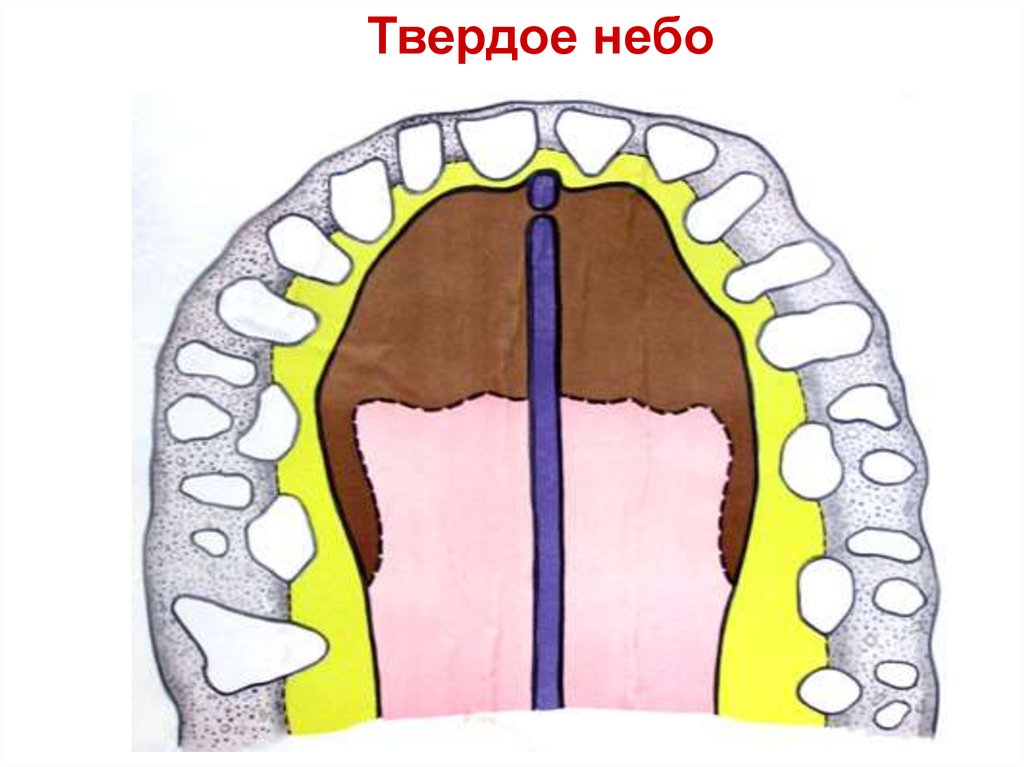 Твердое небо полости рта. Твердое небо анатомия строение.