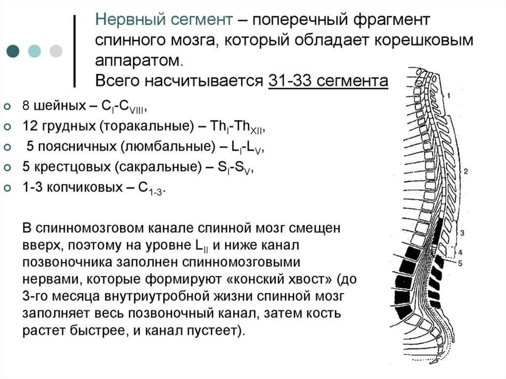 Локализация спинного мозга. 9 Локализация нервных центров спинного мозга. Крестцового сегмента спинного мозга (s 3). Д1 сегмент спинного мозга. Строение спинного мозга по сегментам.