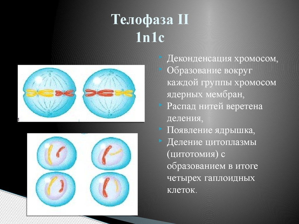 Телофаза митоза хромосомный набор. Мейоз 1n1c. Телофаза 2 мейоза рисунок. Телофаза мейоза 2 набор. Фазы мейоза телофаза 1.