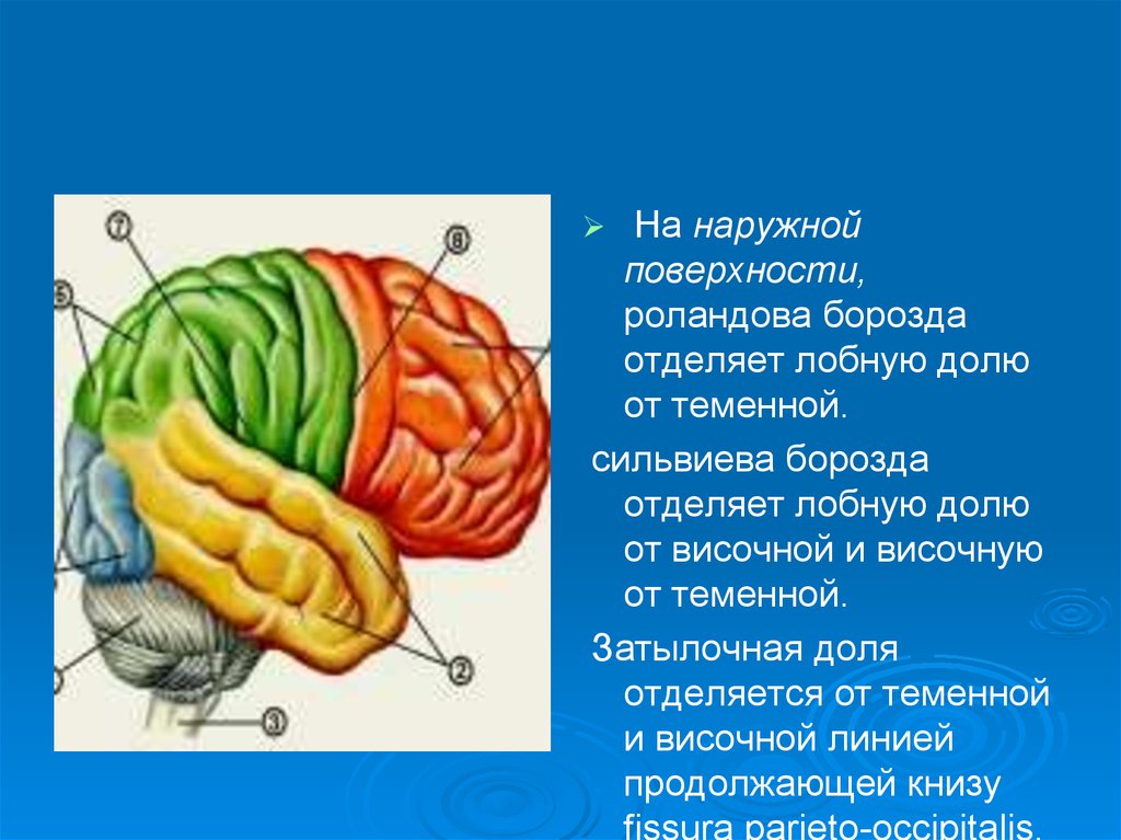 Теменную долю от лобной отделяет борозда. Сильвиева борозда головного мозга. Роландова и сильвиева борозда. Борозда отделяет височную долю от лобной и теменной.