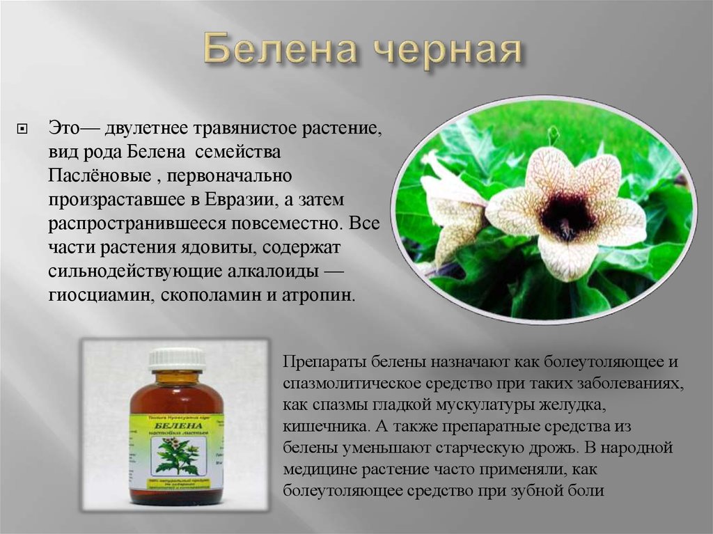 Из какого растения получают ингредиент филобиома актив. Лекарственные препараты белены. Белена черная препараты. Лекарственные и ядовитые растения. Белена черная применение в медицине.