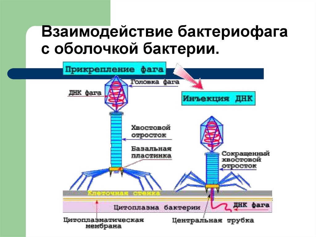 Вирусы и бактериофаги