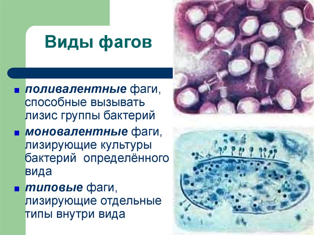 Вирусы группа микроорганизмов. Разновидности бактериофагов. Типы бактериофагов микробиология. Лизис бактерий это. Видовые и типовые бактериофаги.