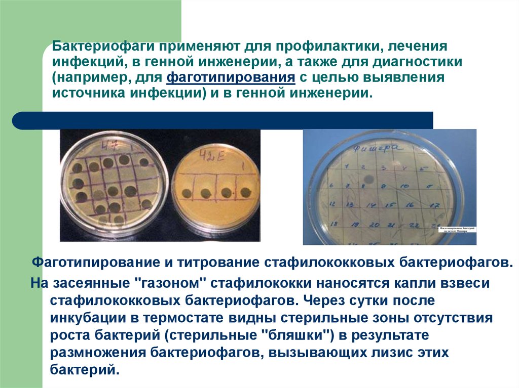 Бактериофаги определение препараты