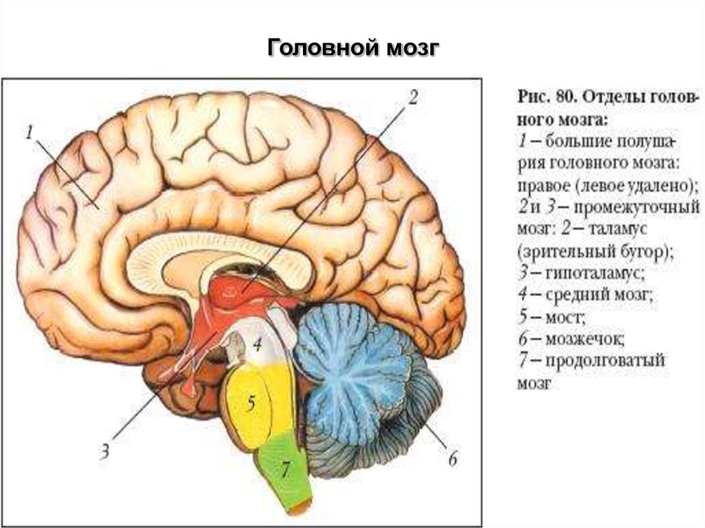 Укажите какой цифрой обозначена часть мозга млекопитающего. Структуры головного мозга биология 8 класс. Рис 80 структуры головного мозга. Отделы головного мозга схема ЕГЭ. Отделы головного мозга 8 класс биология.