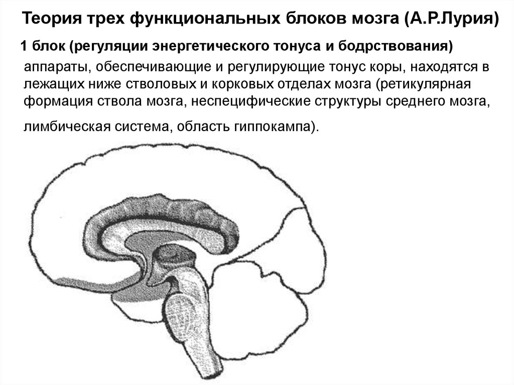 Функциональные блоки мозга