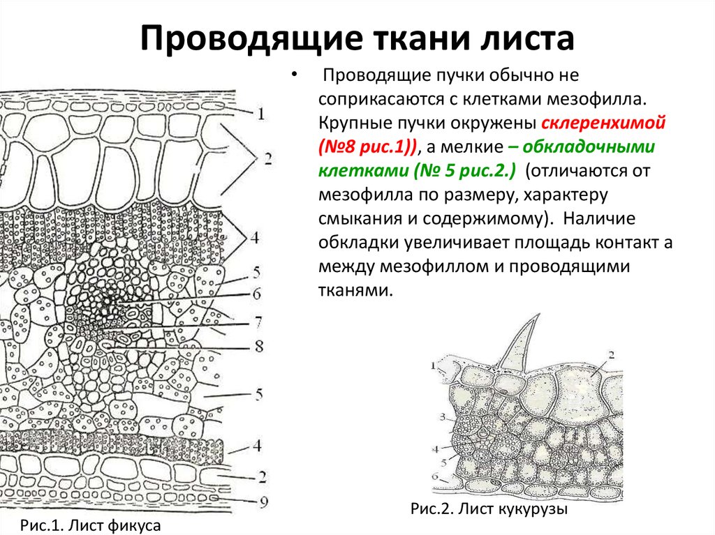 На рисунке изображено поперечное сечение листа рассмотри рисунок и дополни текст