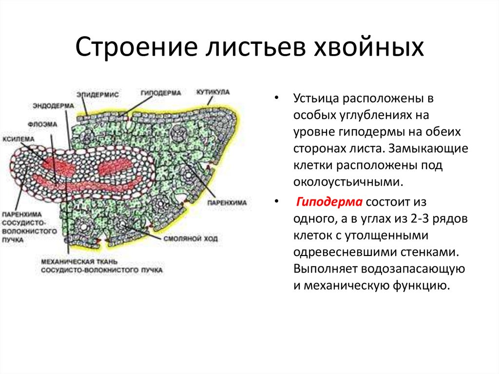 Внешнее строение хвои сосны