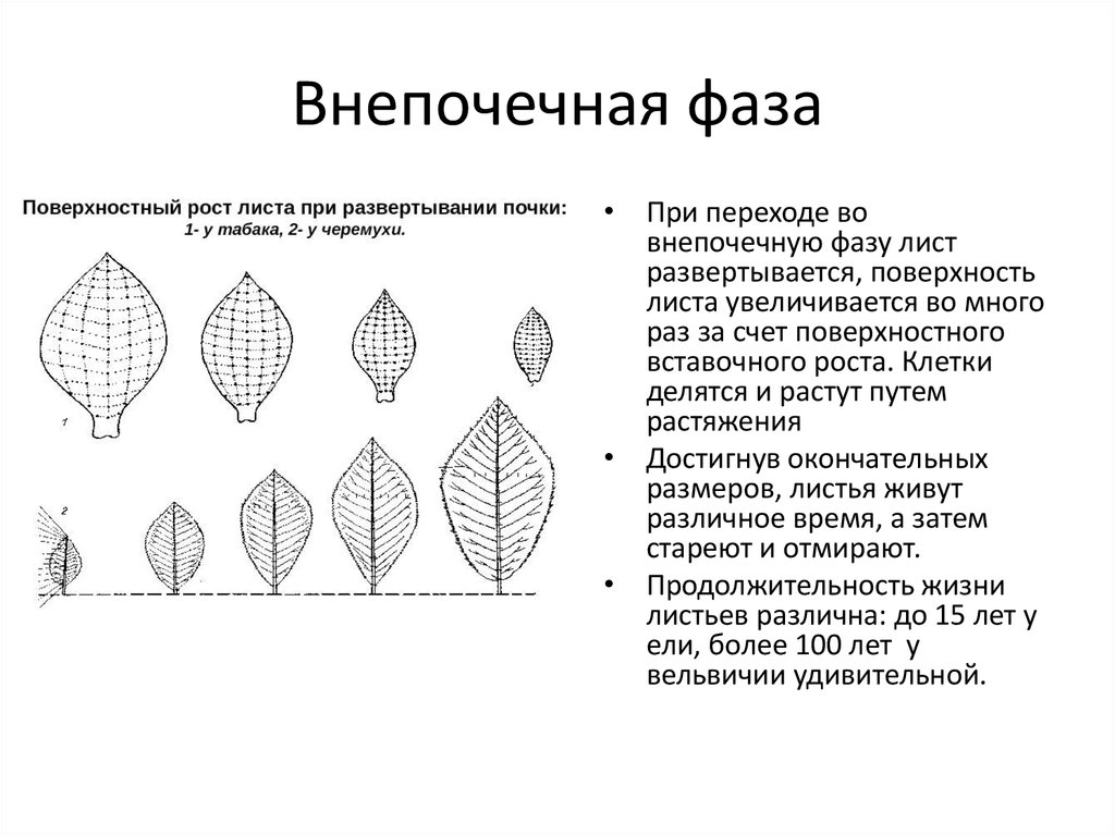 Рост листа