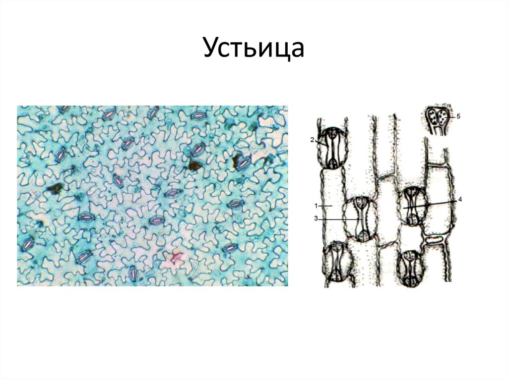 На рисунке изображено поперечное сечение листа растения рассмотри рисунок и дополни текст устьице