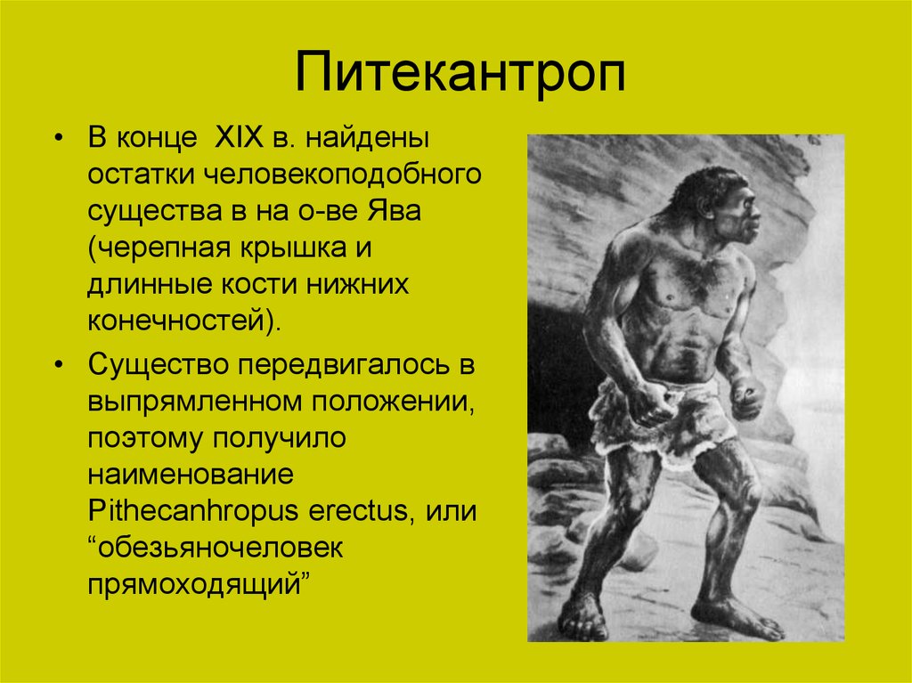 Питекантроп. Питекантроп представители. Питекантроп период жизни.