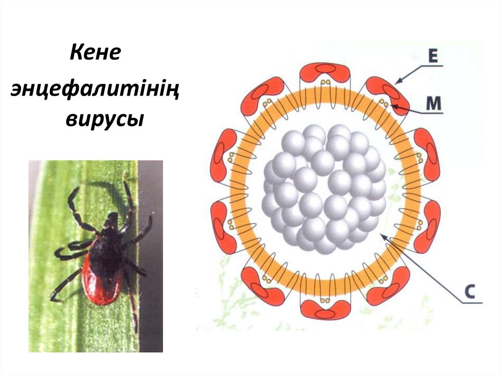 Энцефалит возбудитель. Вирус клещевого энцефалита строение. Схема строения вируса клещевого энцефалита. Строение вириона клещевого энцефалита. Вирус клещевого энцефалита рисунок.