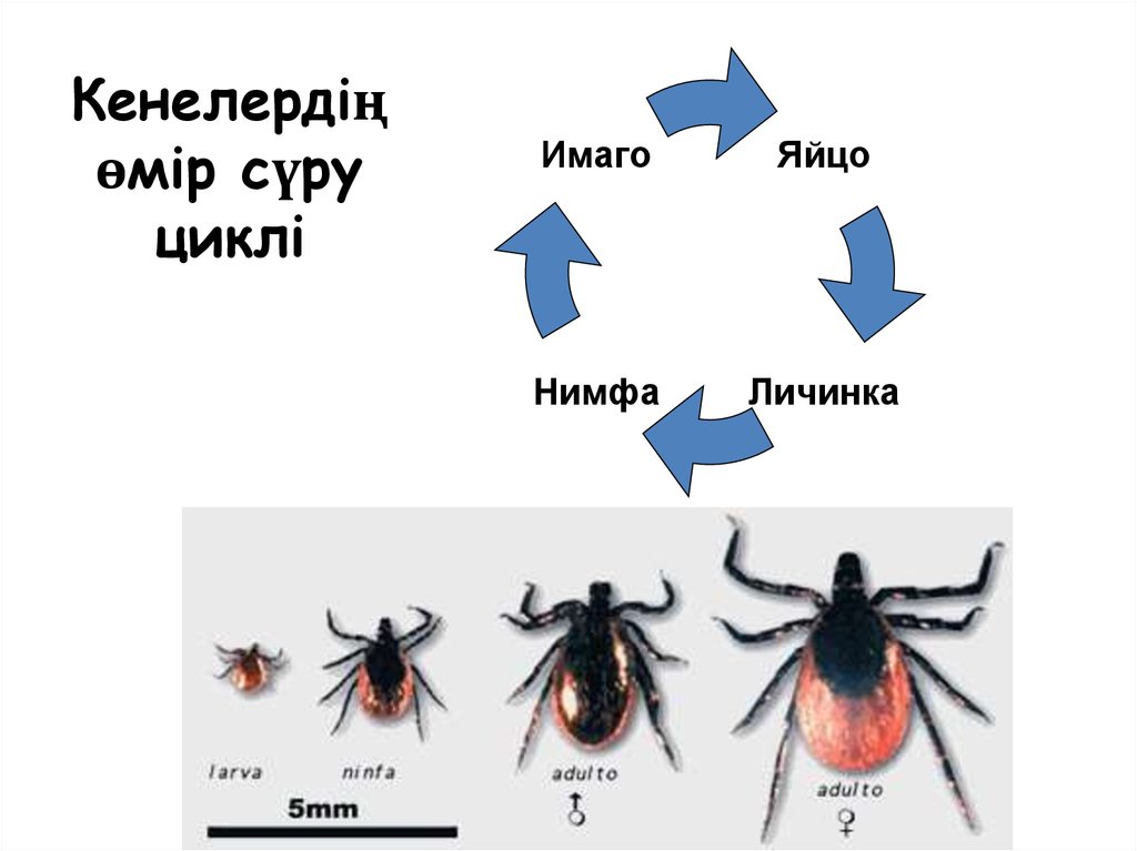 Кене туралы презентация