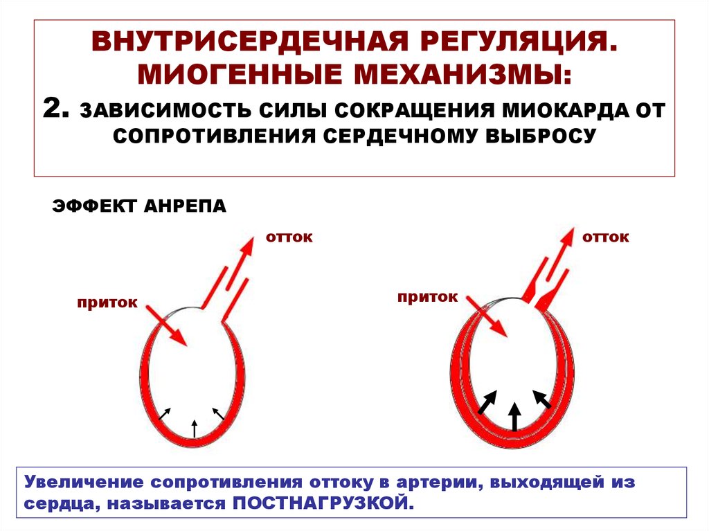 Сердечный механизм. Интракардиальная регуляция деятельности сердца. Внутрисердечная регуляция сердца. Внутрисердечные регуляторные механизмы физиология. Внутрисердечные механизмы регуляции деятельности сердца..