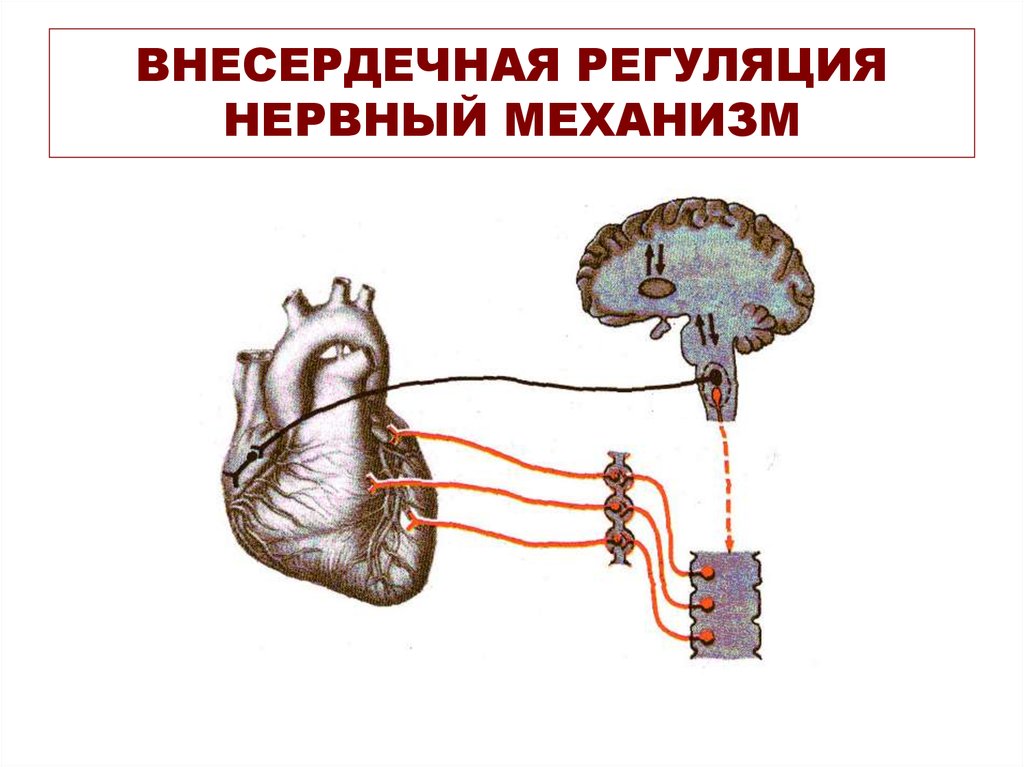 Сердечно сосудистый нервный центр. Схема регуляции сердечной деятельности. Нервная регуляция деятельности сердца. Нервный механизм регуляции сердца. Регуляция сердечной деятельности физиология схема.