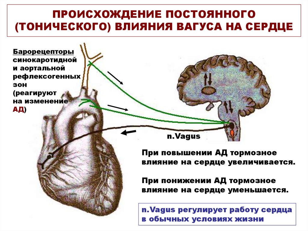 Блуждающий нерв эффекты. Блуждающий нерв иннервация сердца схема. Рефлексы блуждающего нерва. Рефлекторное раздражение блуждающего нерва. Блуждающий нерв и сердце.