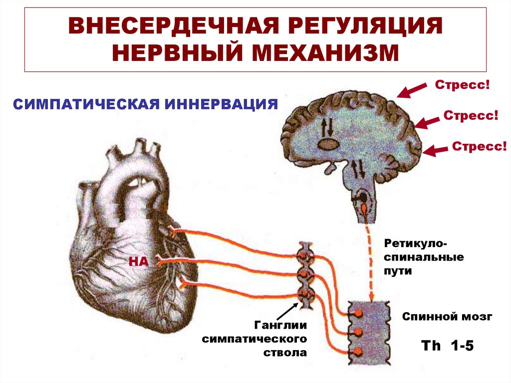 Симпатический стресс. Схема регуляции деятельности сердца нервная. Внесердечные механизмы регуляции сердца. Вегетативная иннервация сердца схема. Схема симпатической иннервации сердца физиология.