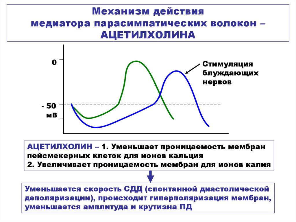 Стадия пд. Механизм действия ацетилхолина. Механизм действия медиаторов. Механизмы действия медиаторов на кардиомиоциты. Механизм действия ацетилхолина на сердечную деятельность.