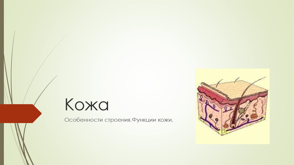 Презентация кожа 9 класс