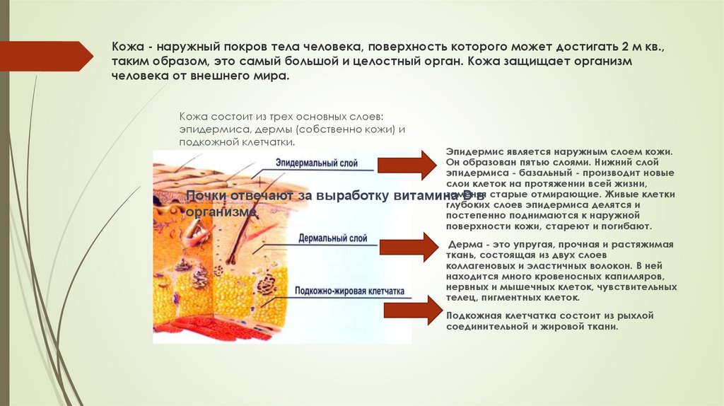 Кожный покров человека презентация