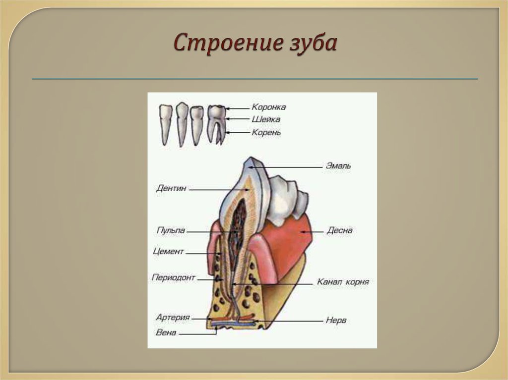 Презентация на тему анатомия зубов