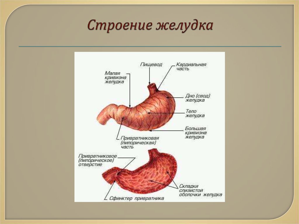 Строение желудка 8 класс. Желудок строение и функции анатомия. Анатомические структуры желудка. Строение желудка рисунок. Анатомическое строение желудка.