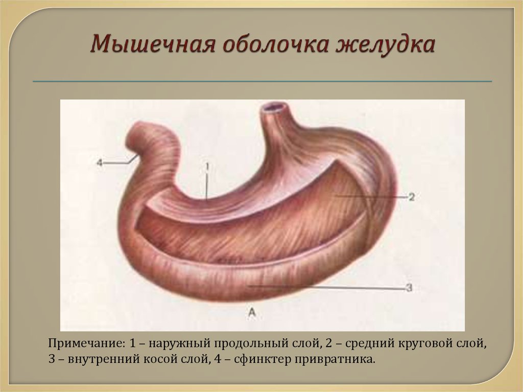 Внутреннее строение желудка. Оболочки стенки желудка анатомия. В мышечной оболочке три слоя желудок. Мышечная оболочка 3 слоя продольные наружные. Мышечная оболочка желудка.