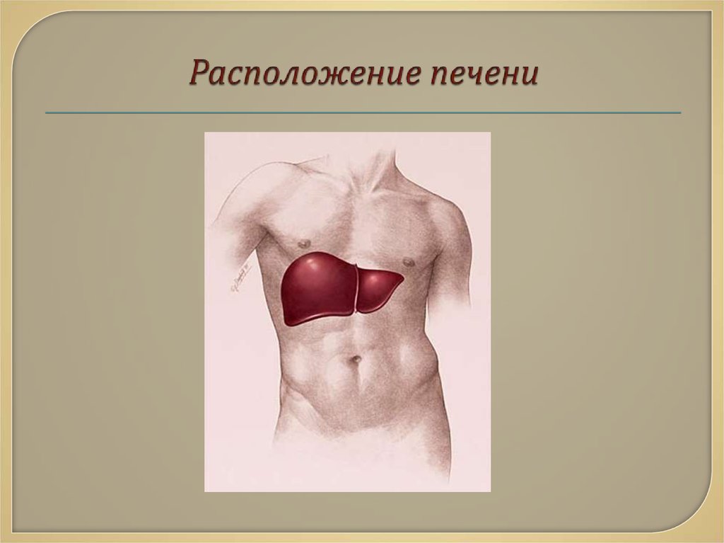 Изображение тела человека печень. Печень человека расположение. Печень в теле человека расположение. Месторасположение печени. Печень анатомия расположение.