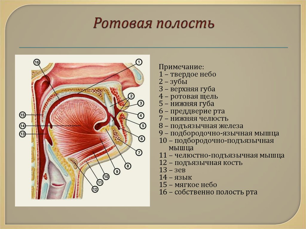 Что есть во рту человека. Ротовая полость анатомия вид сбоку. Ротовая полость и окружающие ее органы и ткани. Строение отделы и функции полости рта. Строение мышц ротовой полости.