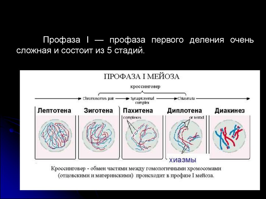 Во время профазы 1. 5 Стадий профазы 1. Профаза первого мейотического деления. 1 Первого деления профаза. Стадий профазы первого деления мейоза.