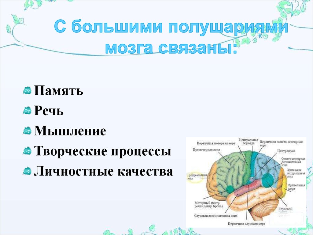 Функции полушарий мозга кратко