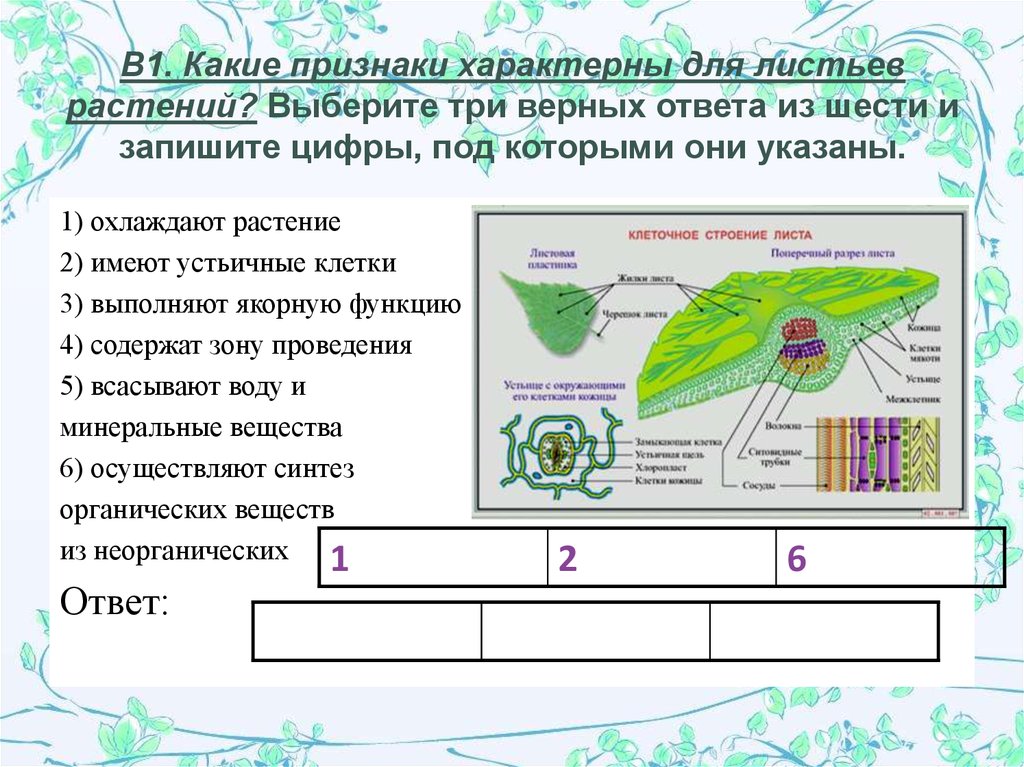 Выберите 3 верных подписи к рисунку