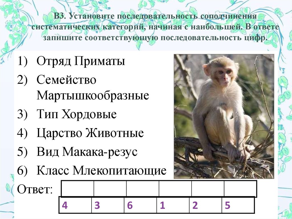 Ответ запишите в виде последовательности цифр. Отряд приматы семейство мартышкообразные. Установите последовательность систематических. Порядок систематических категорий. Последовательность соподчинения систематических категорий.