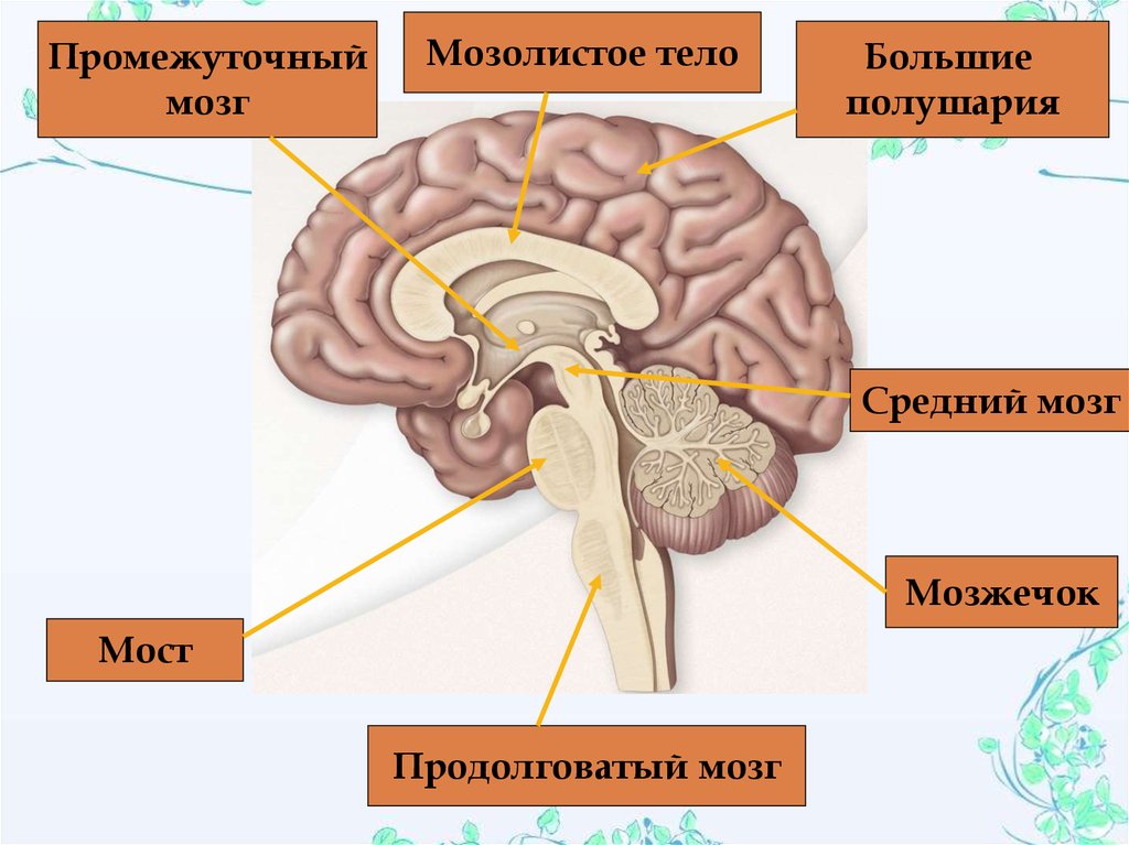 Мост и мозжечок строение. Мост мозжечок средний мозг продолговатый мозг мозолистое тело. Продолговатый мозг полушария. Мозжечок продолговатый мозг средний промежуточный. Мозжечок — ￼; мост — ￼; продолговатый мозг — ￼; промежуточный мозг —.