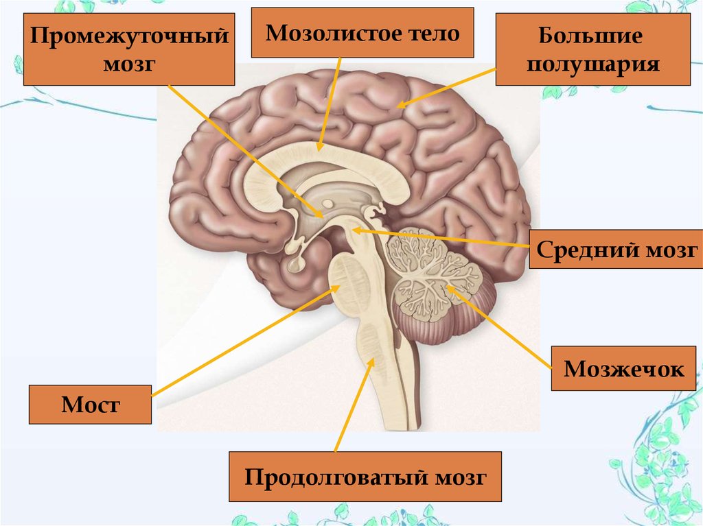 Средний мозжечок. Продолговатый мозг,мост,средний мозг, мозжечок,промежуточный. Мост мозжечок средний мозг продолговатый мозг мозолистое тело. Мозолистое тело и большие полушария. Мозжечок мост промежуточный мозг продолговатый функции.