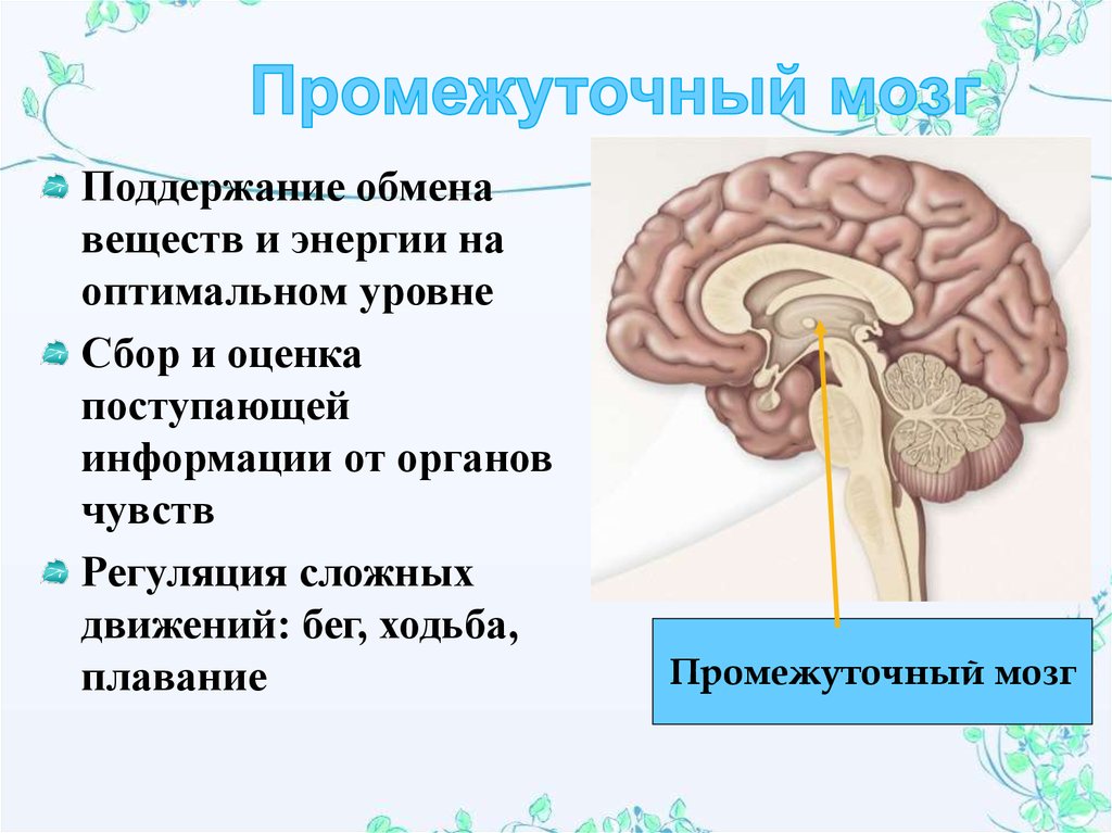 Промежуточный мозг функции. Функции промежуточного мозга. Промежуточный мозг местоположение белого и серого вещества. Белое вещество промежуточного мозга. Промежуточный мозг структуры белого вещества.