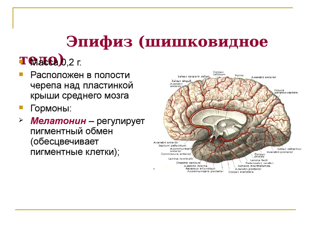 Эпифиз на рисунке