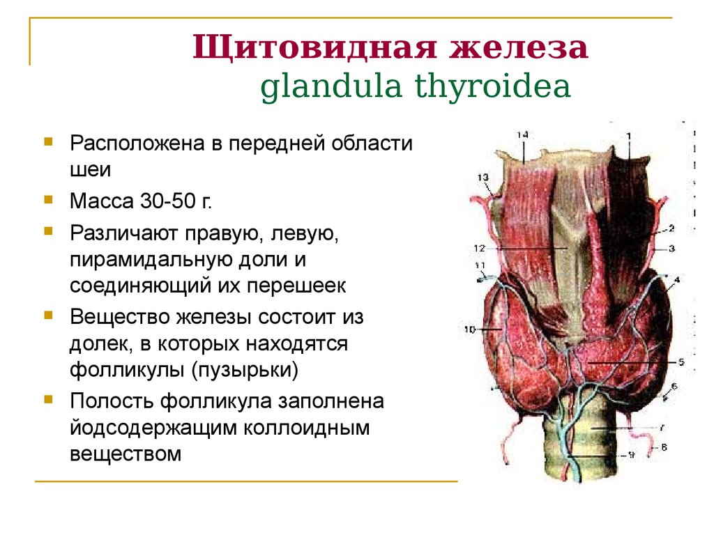 Где у человека находится щитовидная железа анатомия картинки